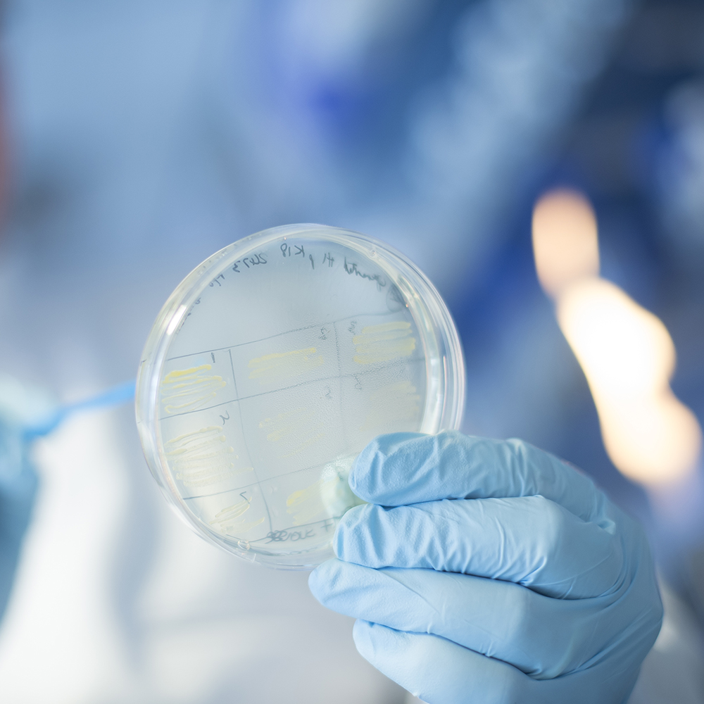 Bacterial phenomics