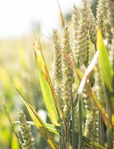 Wheat field