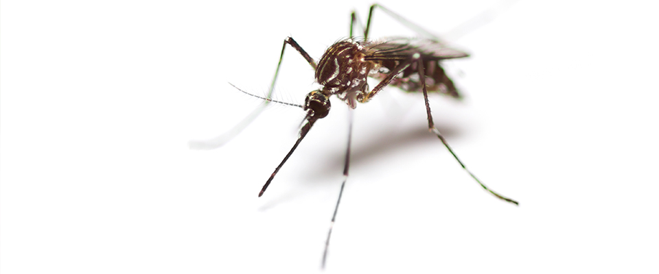 Mosquito