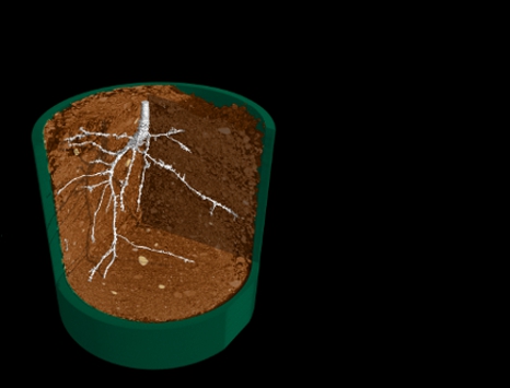 F-TomatoRSAwithSoil3D