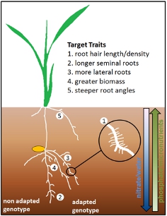 RootPhenotype