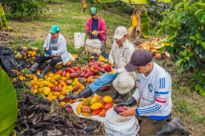 Workers surrounded by cocoa pods, opening the pods